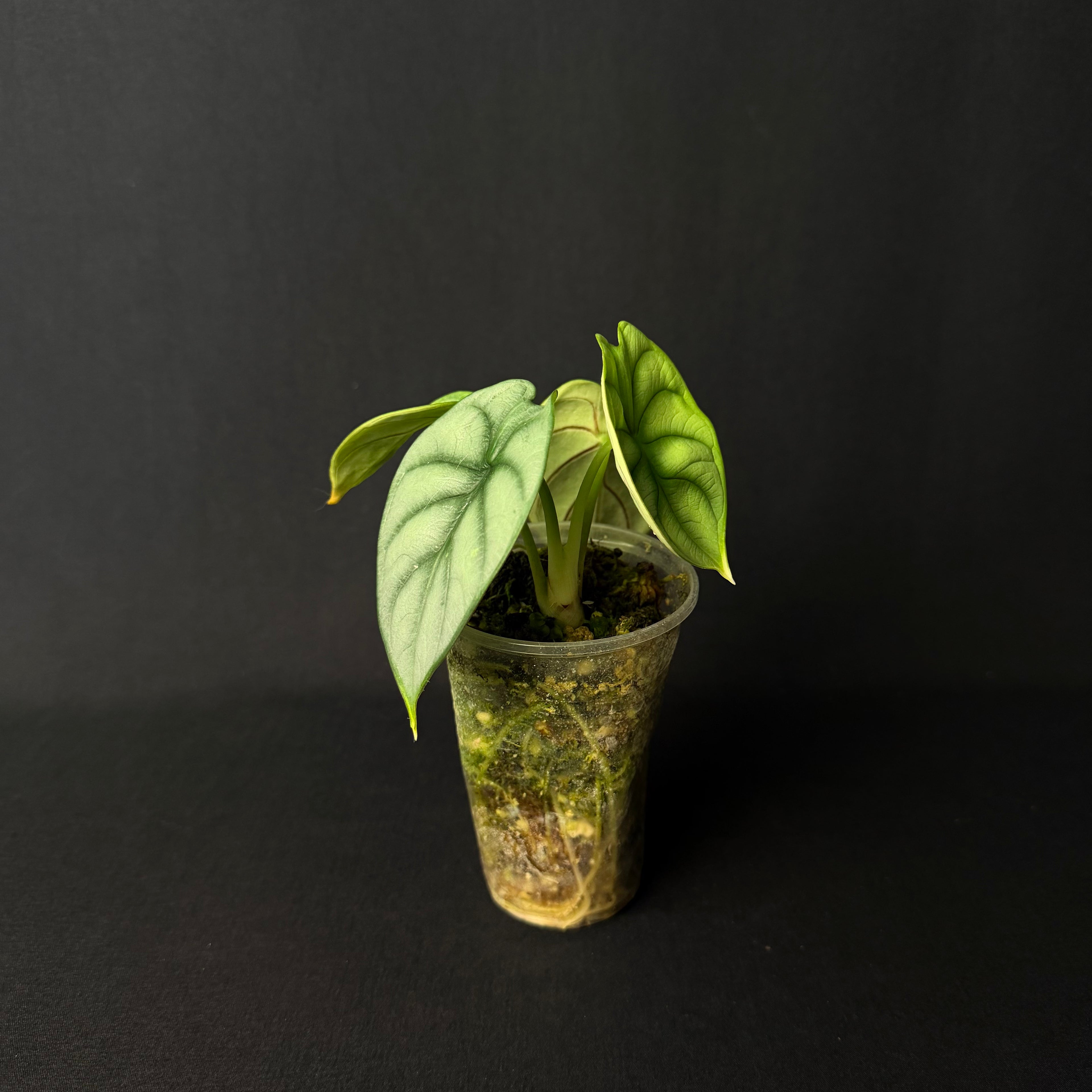 Alocasia Baginda 'Silver Dragon' #2
