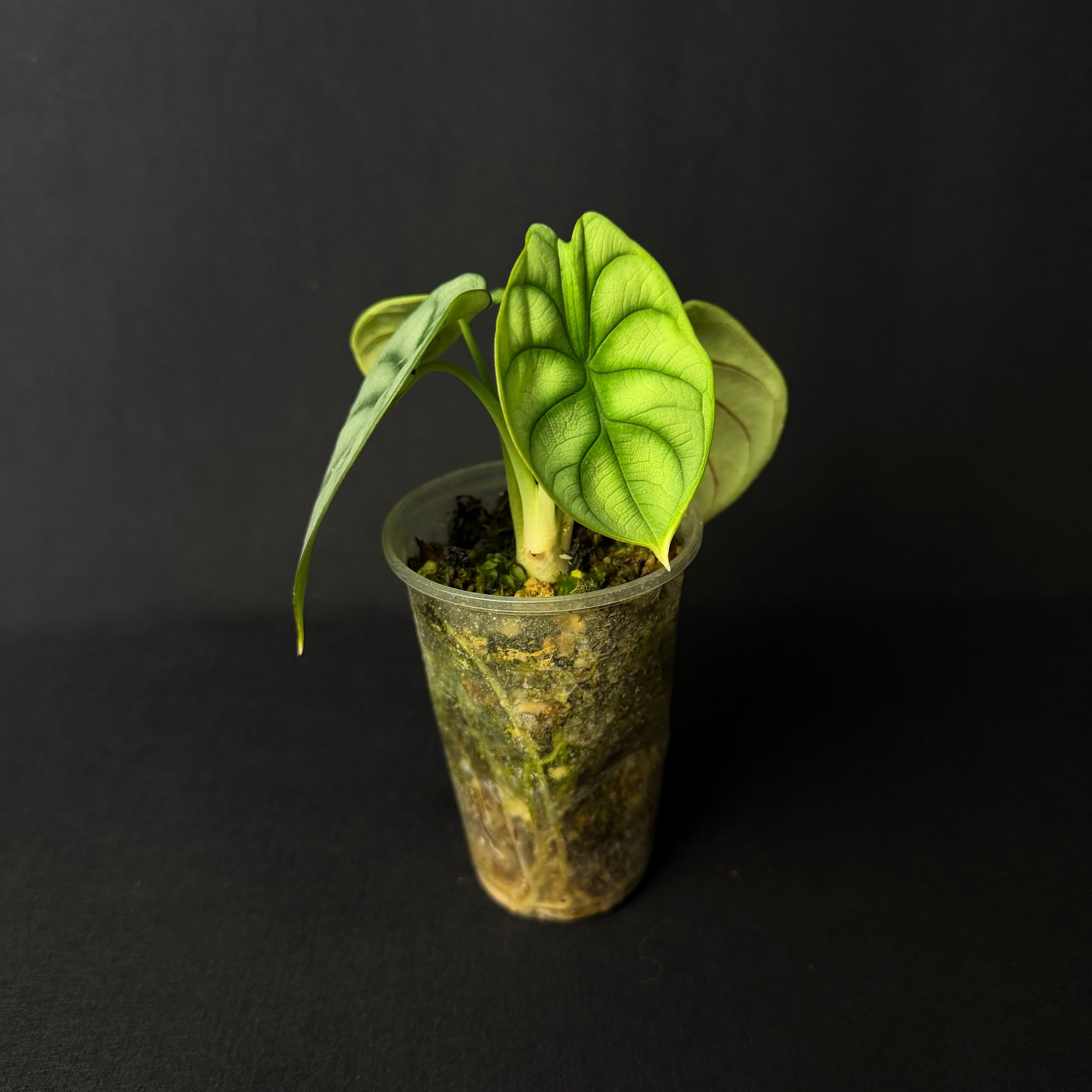 Alocasia Baginda 'Silver Dragon' #2