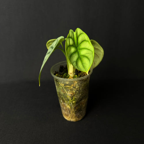 Alocasia Baginda 'Silver Dragon' #2