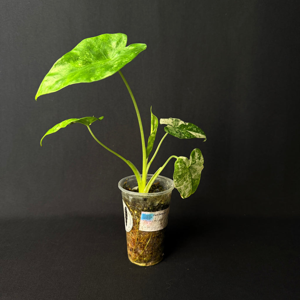 Alocasia Odora 'Batik' Variegata #1-5