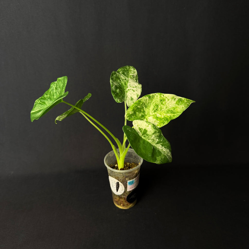 Alocasia Odora 'Batik' Variegata #1-5