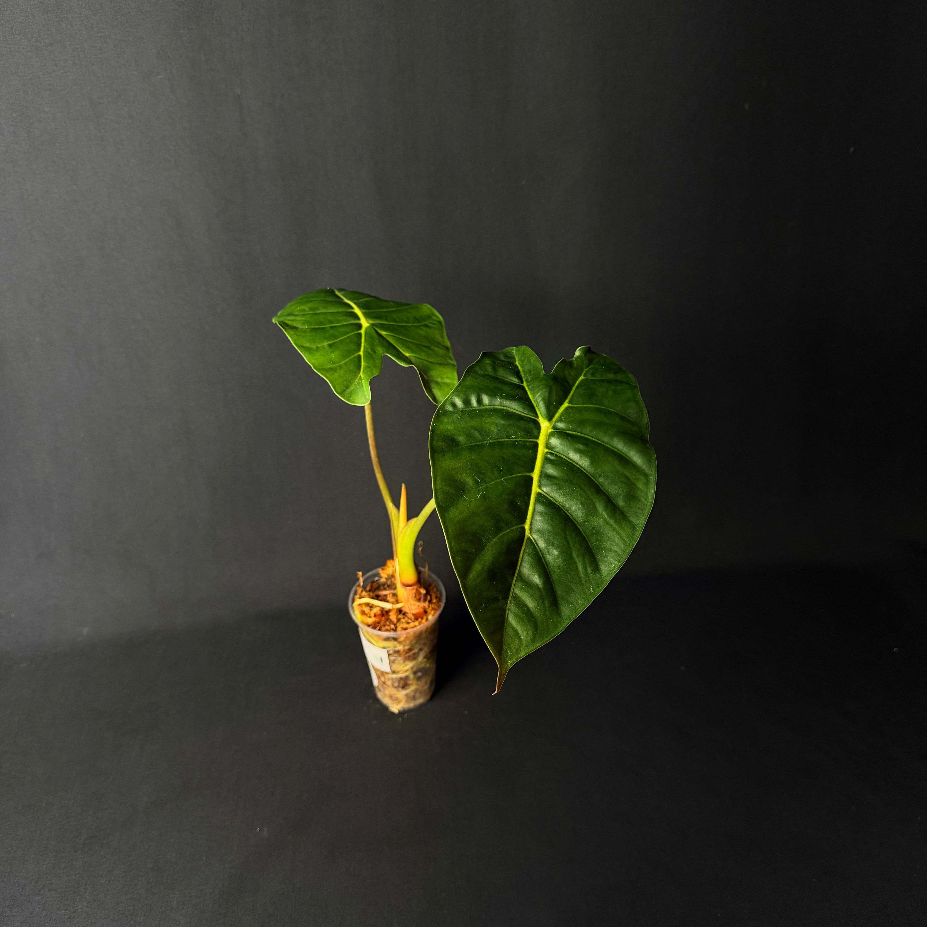 Alocasia Golden Bone #1