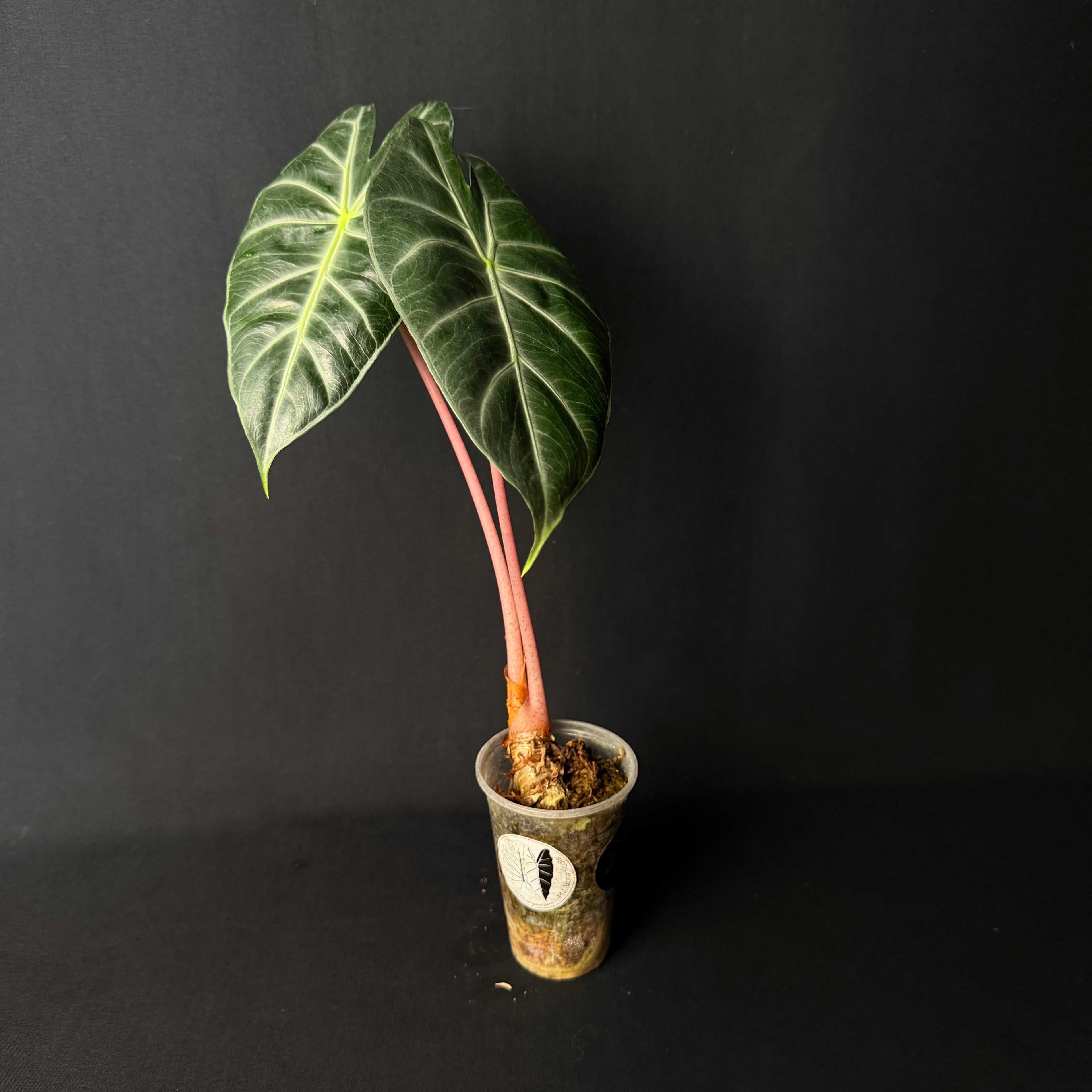 Alocasia Pink Dragon