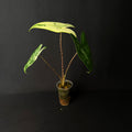 Alocasia Zebrina Albo Variegata