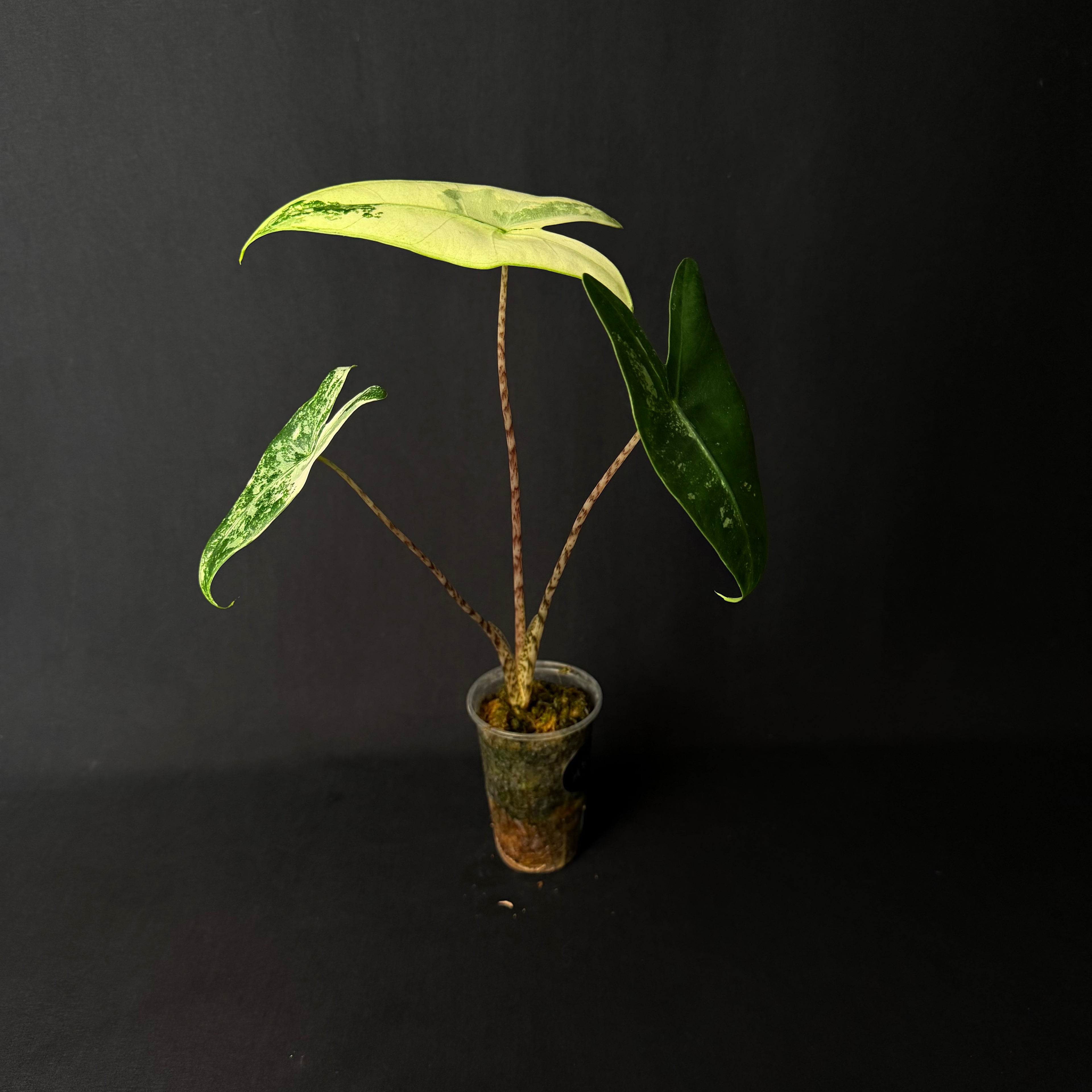 Alocasia Zebrina Albo Variegata