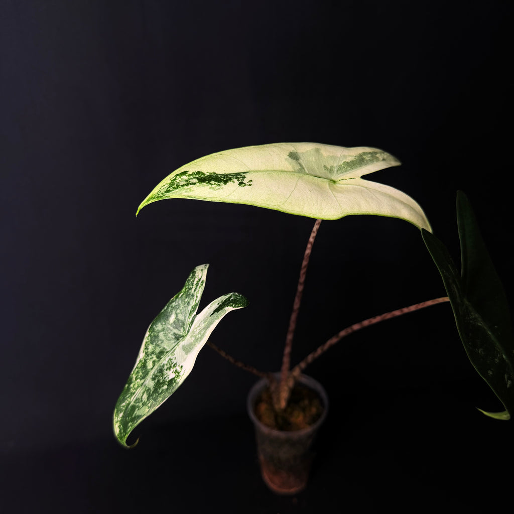 Alocasia Zebrina Albo Variegata