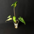 Alocasia Sarian Albo Variegata #1