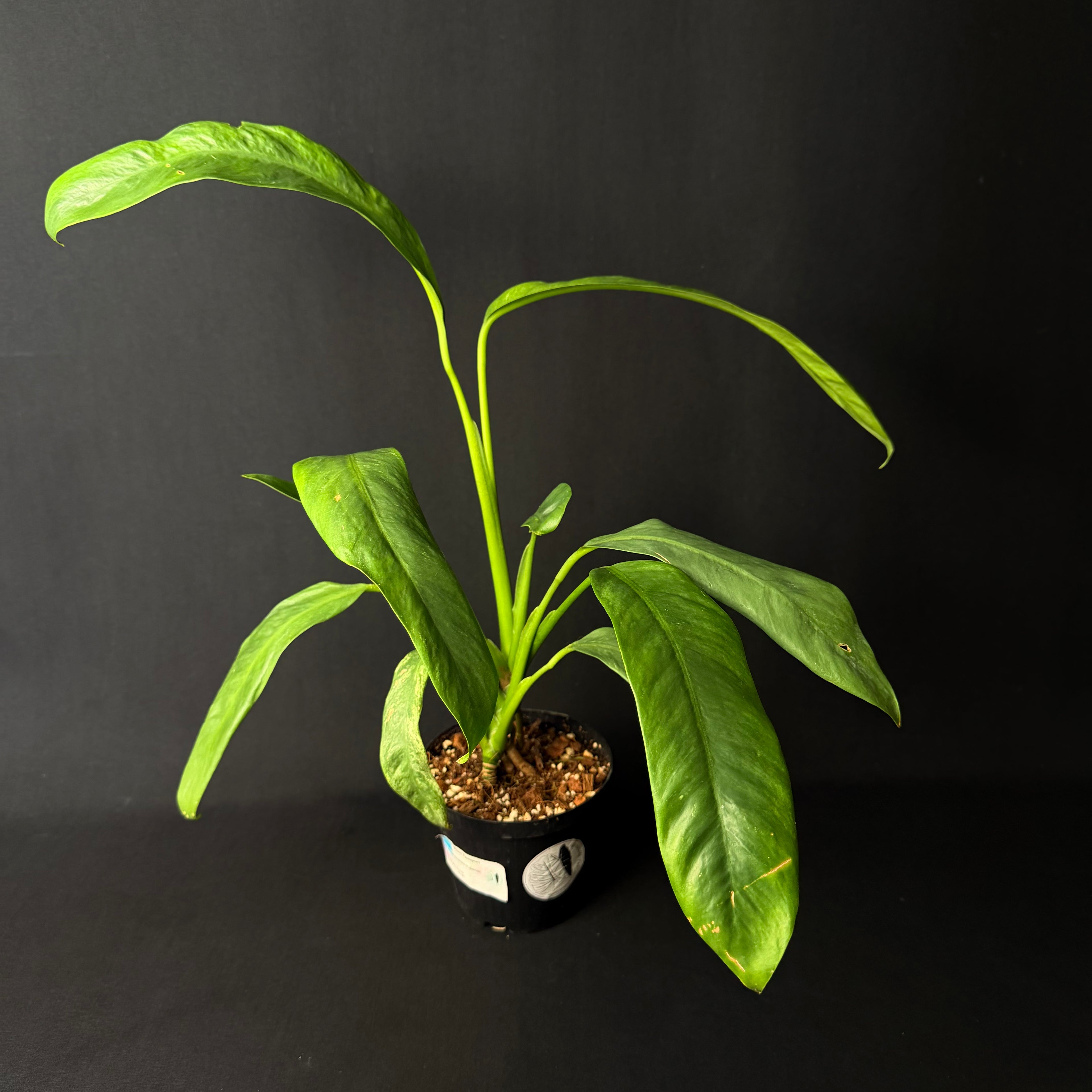 Rhaphidophora Puberula Variegata