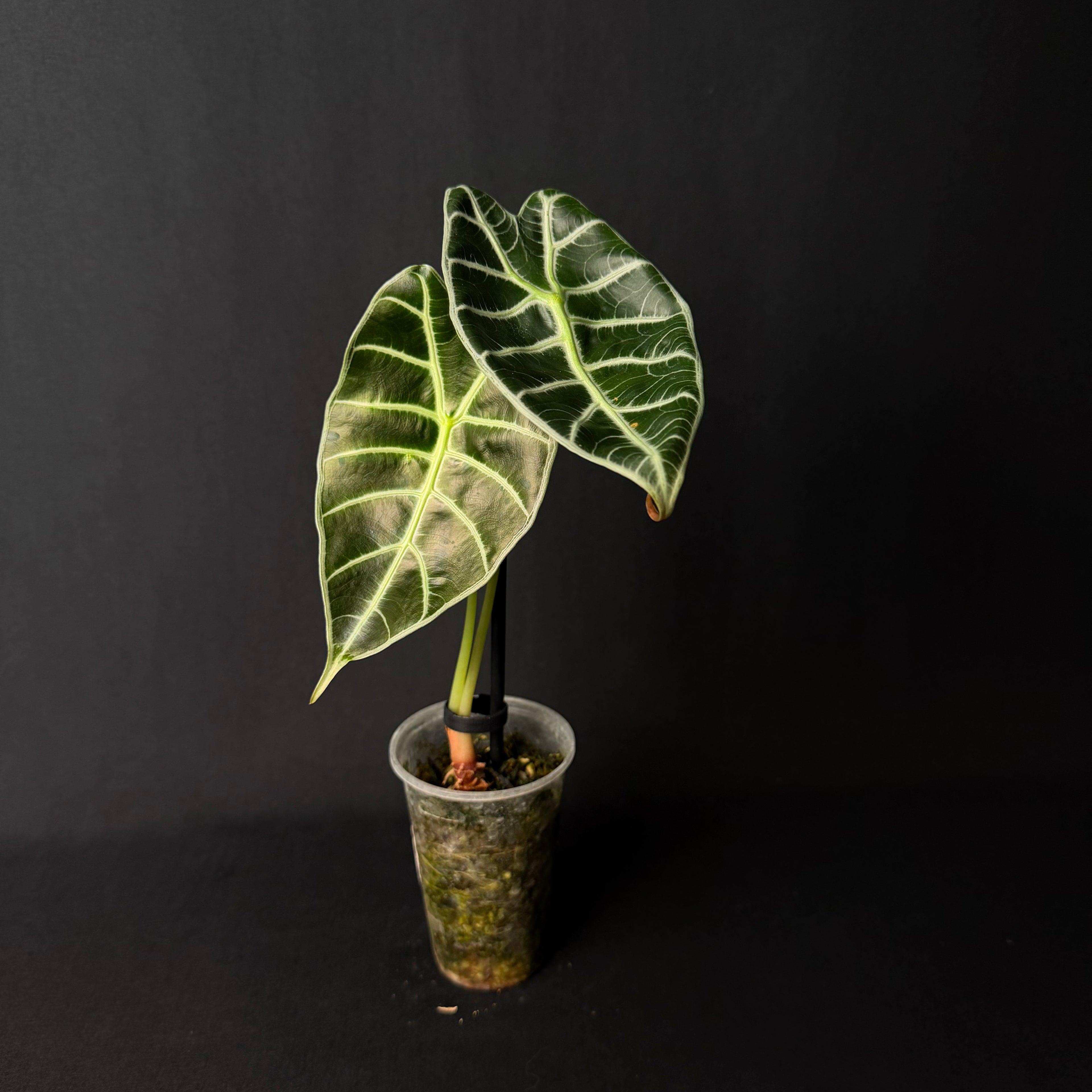 Alocasia Watsoniana #1
