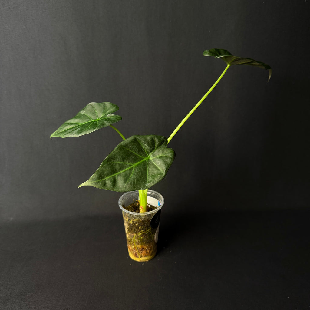 Alocasia Regal Shields