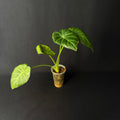 Alocasia Regal Shield Albo Variegata