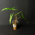 Alocasia Sabrina