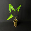 Alocasia Reticulata #1