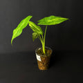 Alocasia Acuminata Albo Variegata #2
