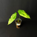 Alocasia Acuminata Albo Variegata #1