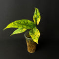 Alocasia Simpo Aurea Variegata #5