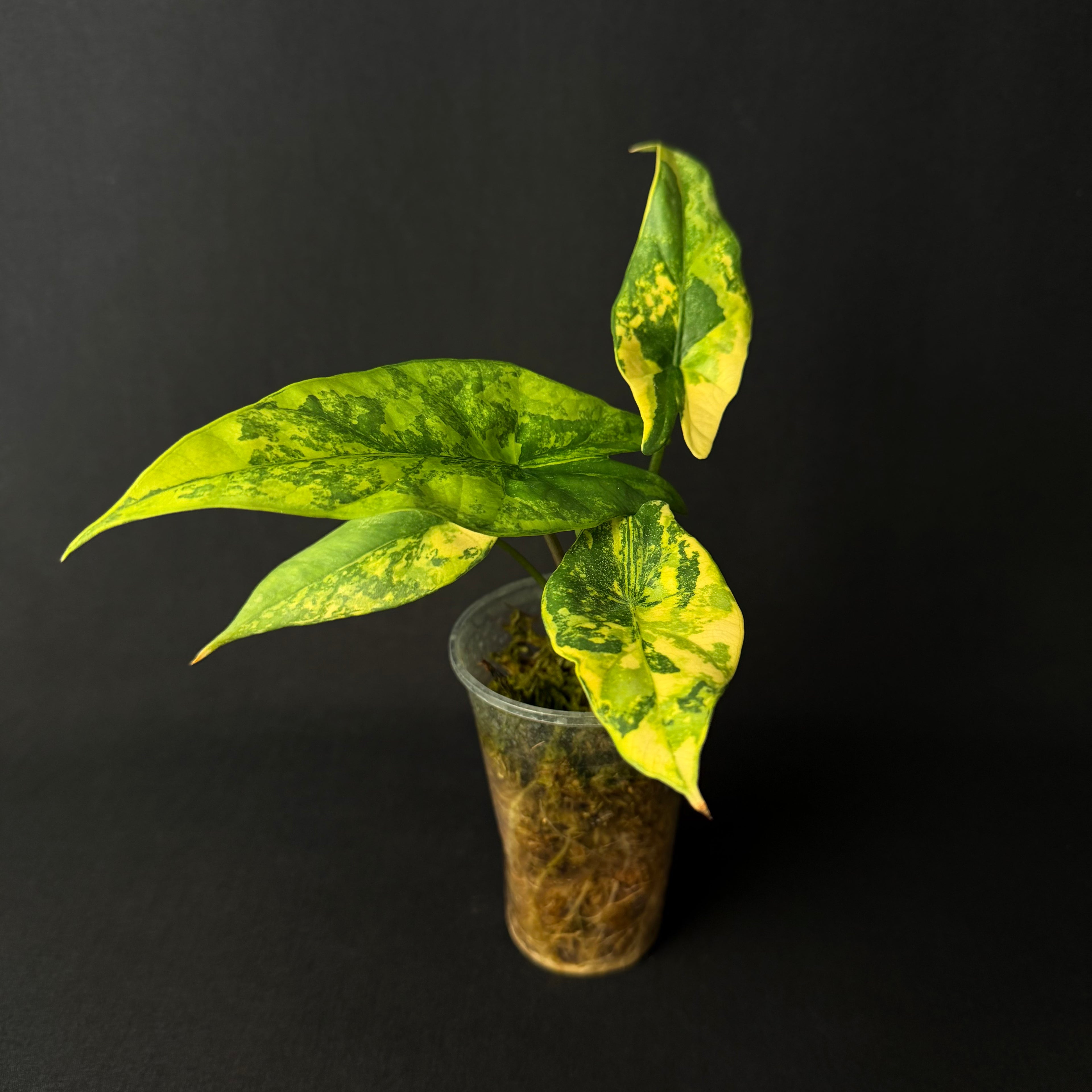 Alocasia Simpo Aurea Variegata #5