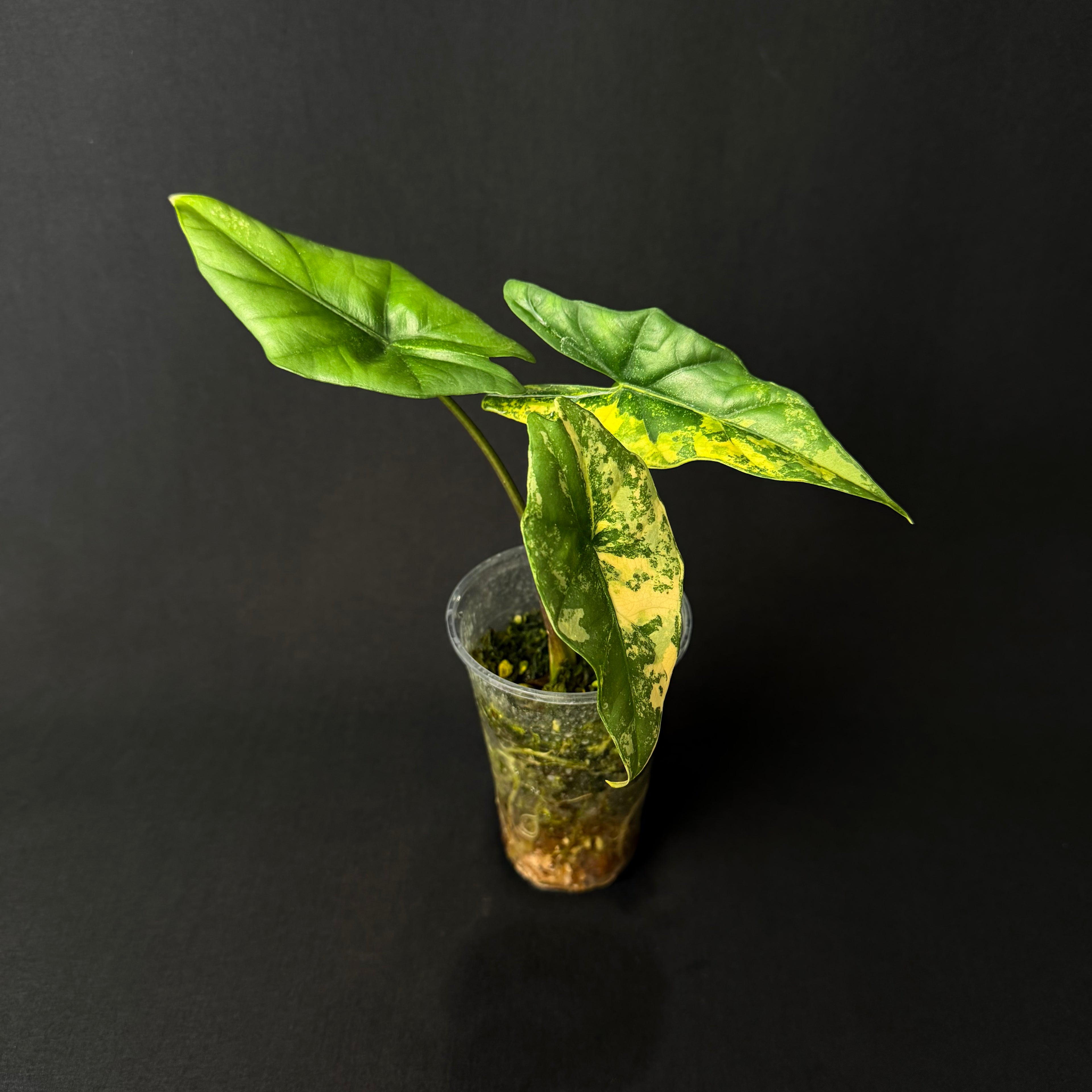 Alocasia Simpo Aurea Variegata #6
