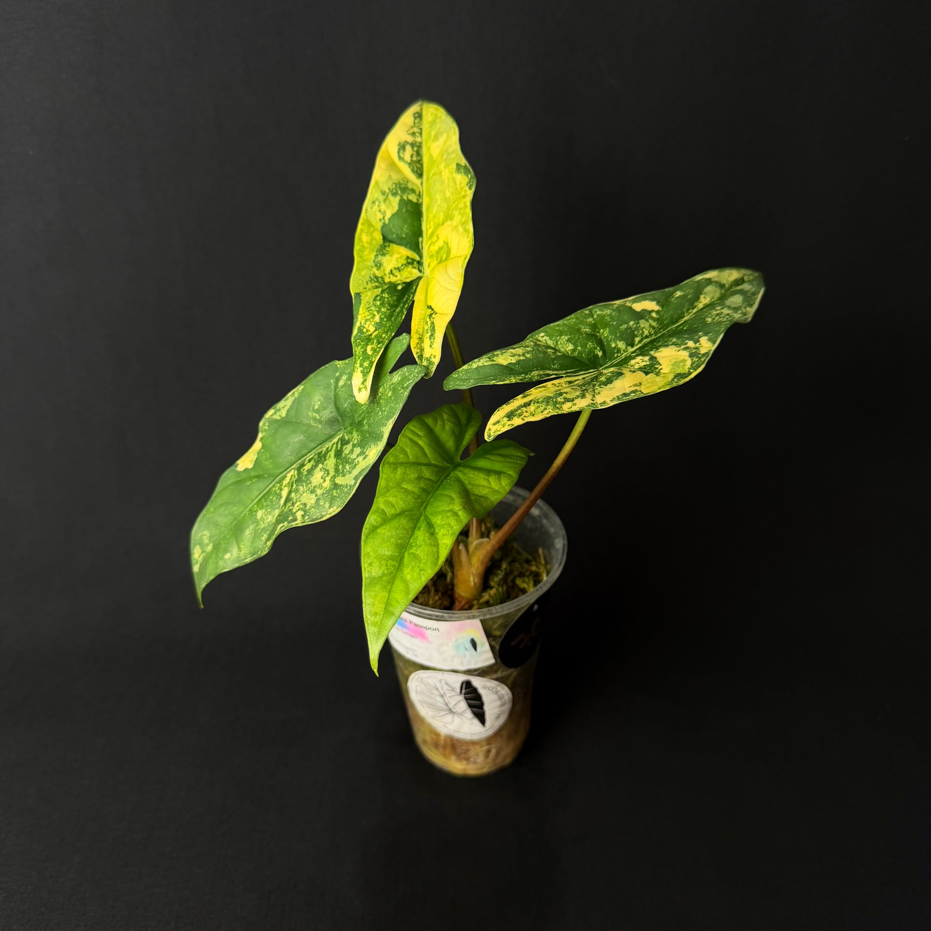 Alocasia Simpo Aurea Variegata #8