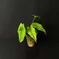 Alocasia Simpo #2