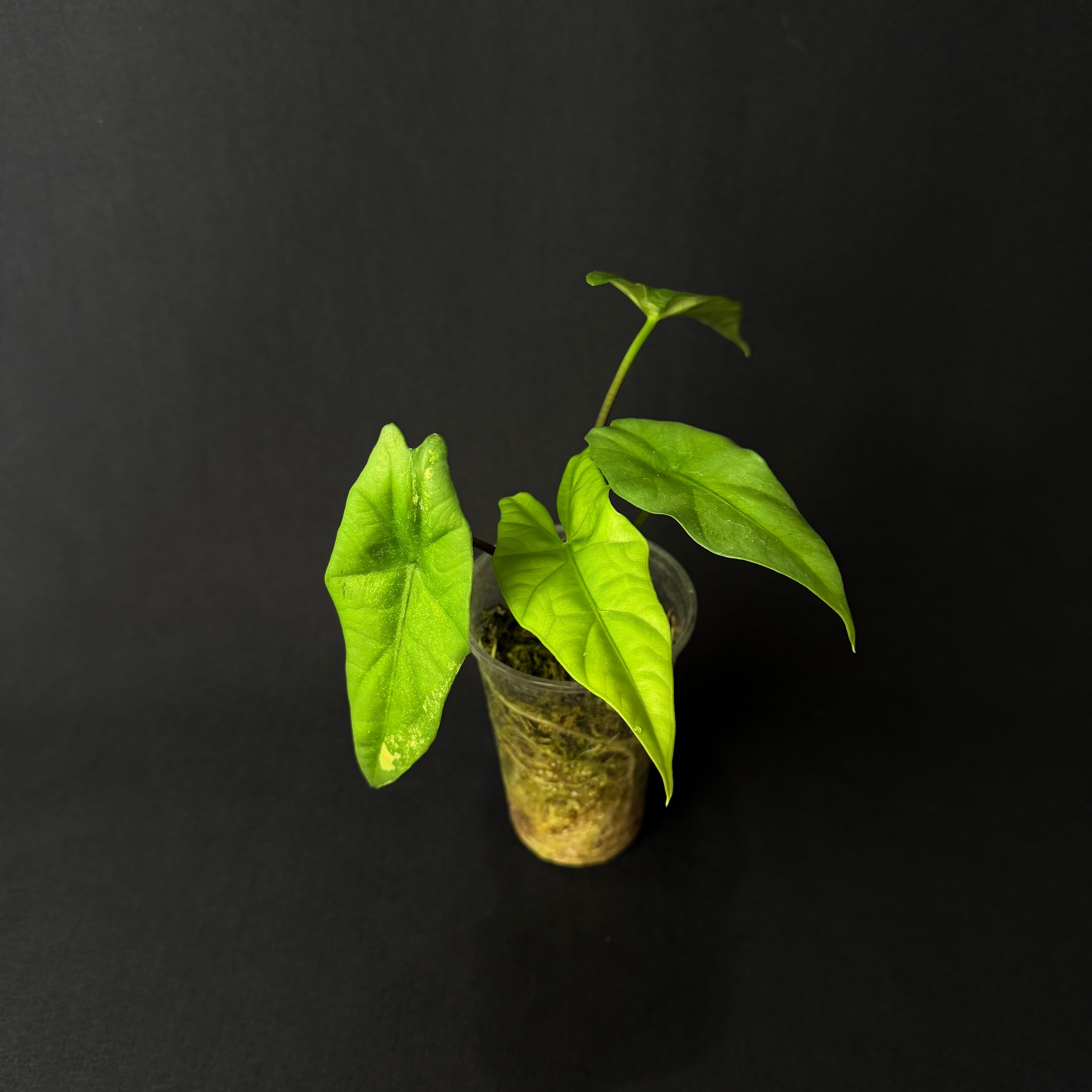 Alocasia Simpo #2