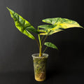 Alocasia Simpo Aurea Variegata #2