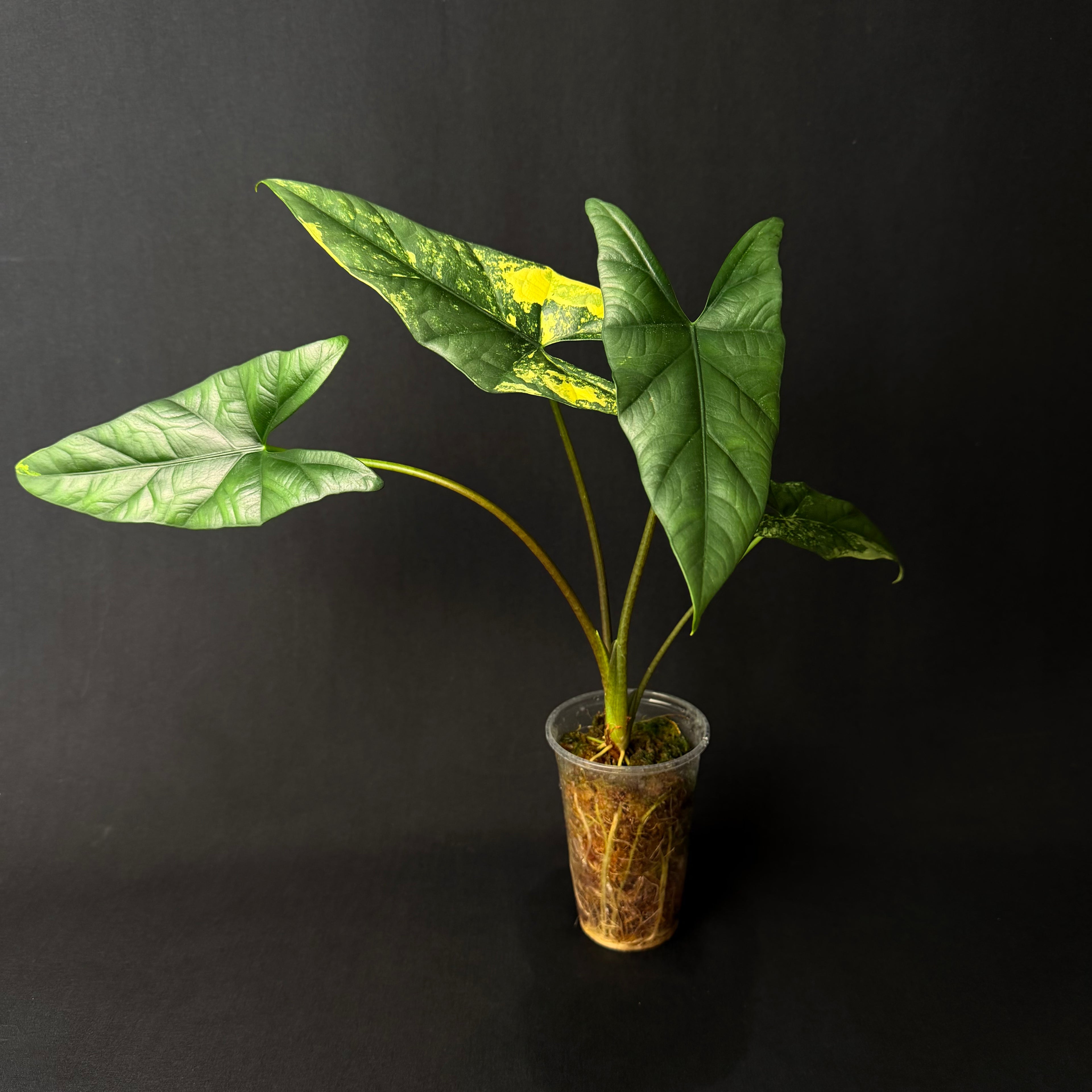 Alocasia Simpo Aurea Variegata #4