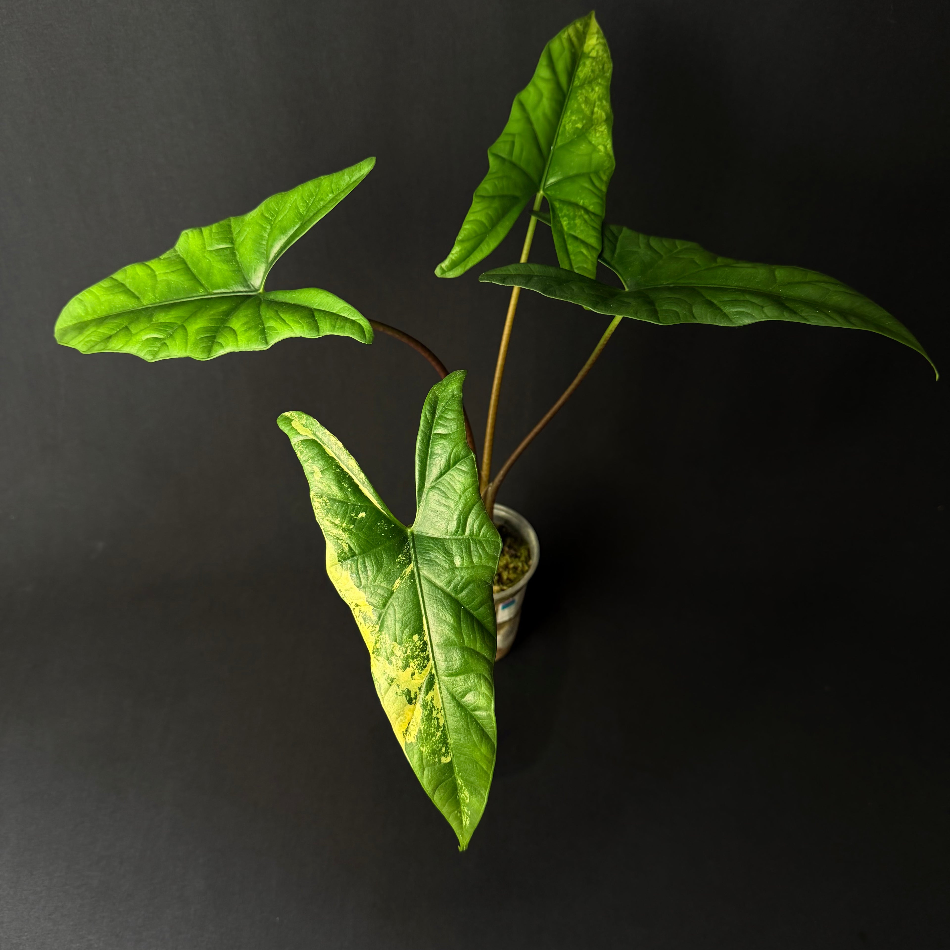 Alocasia Simpo Aurea Variegata #7