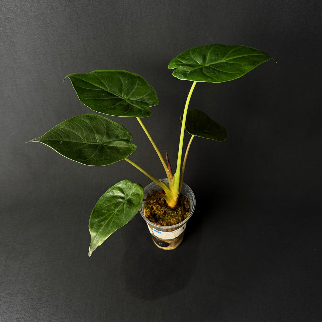 Alocasia Wentii #1-4