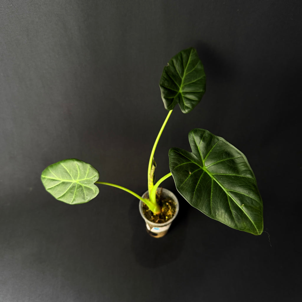 Alocasia Regal Shields