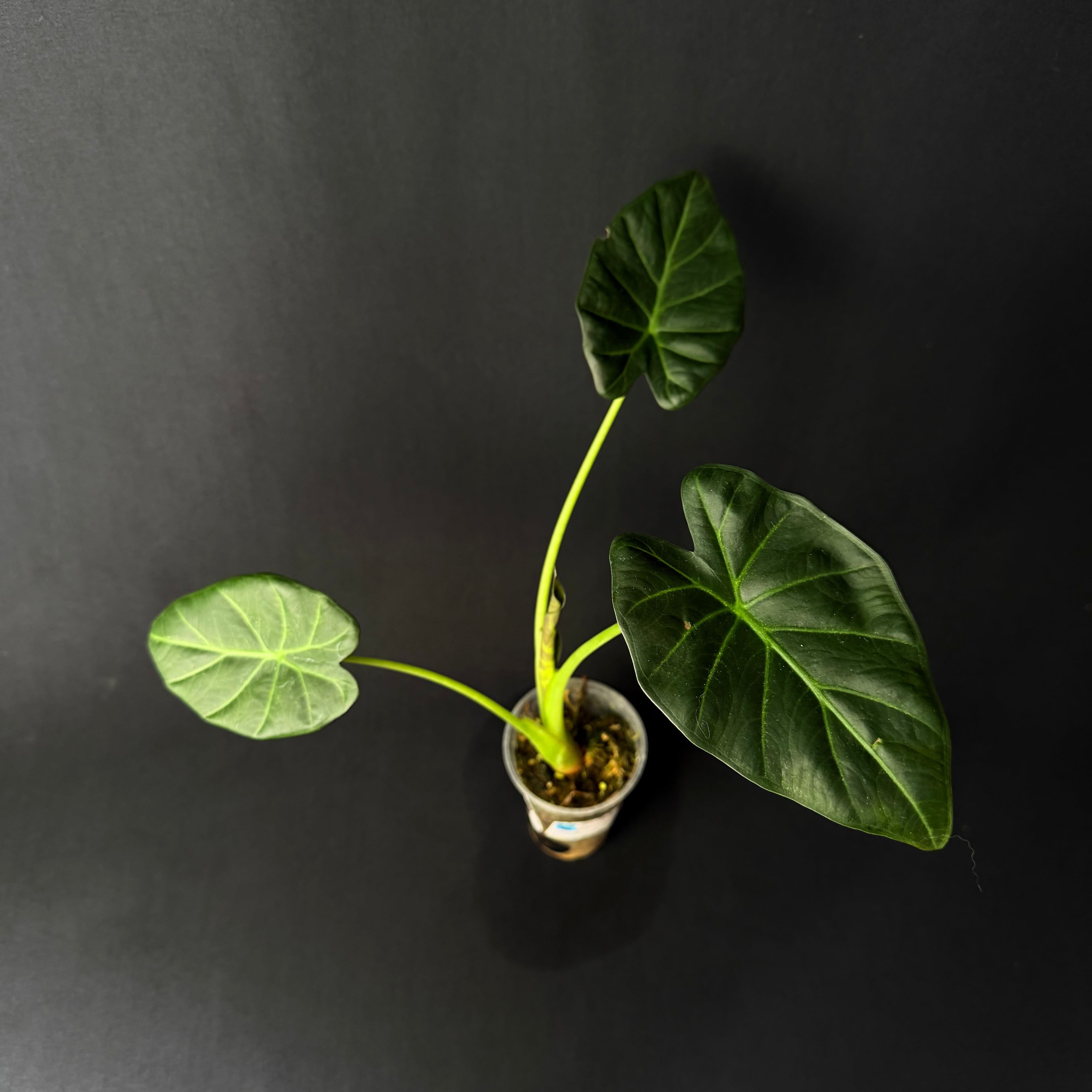 Alocasia Regal Shields