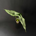 Alocasia Heterophylla Dragon's Breath #4
