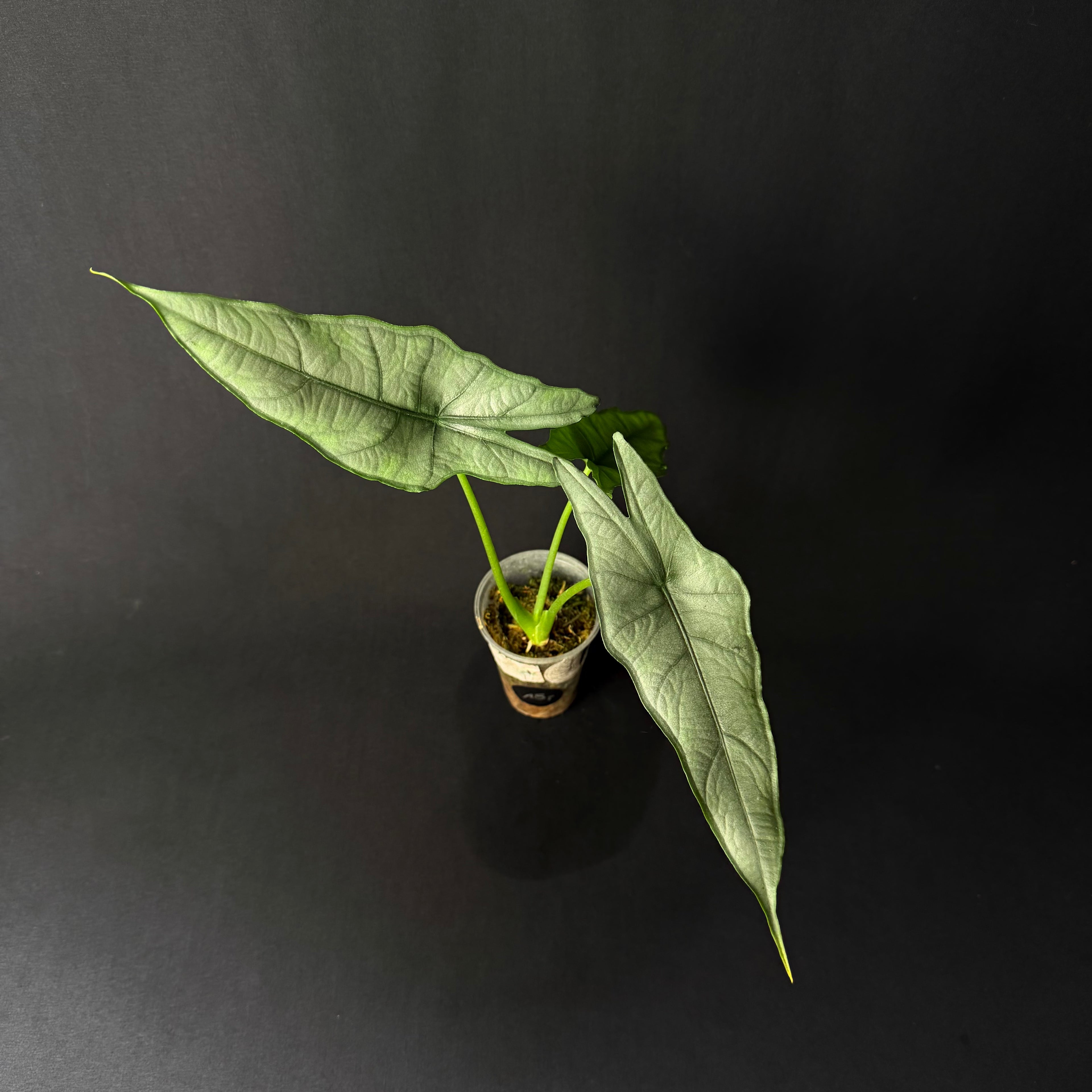 Alocasia Heterophylla Dragon's Breath #4