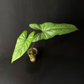 Alocasia Heterophylla ´Corazon´#4