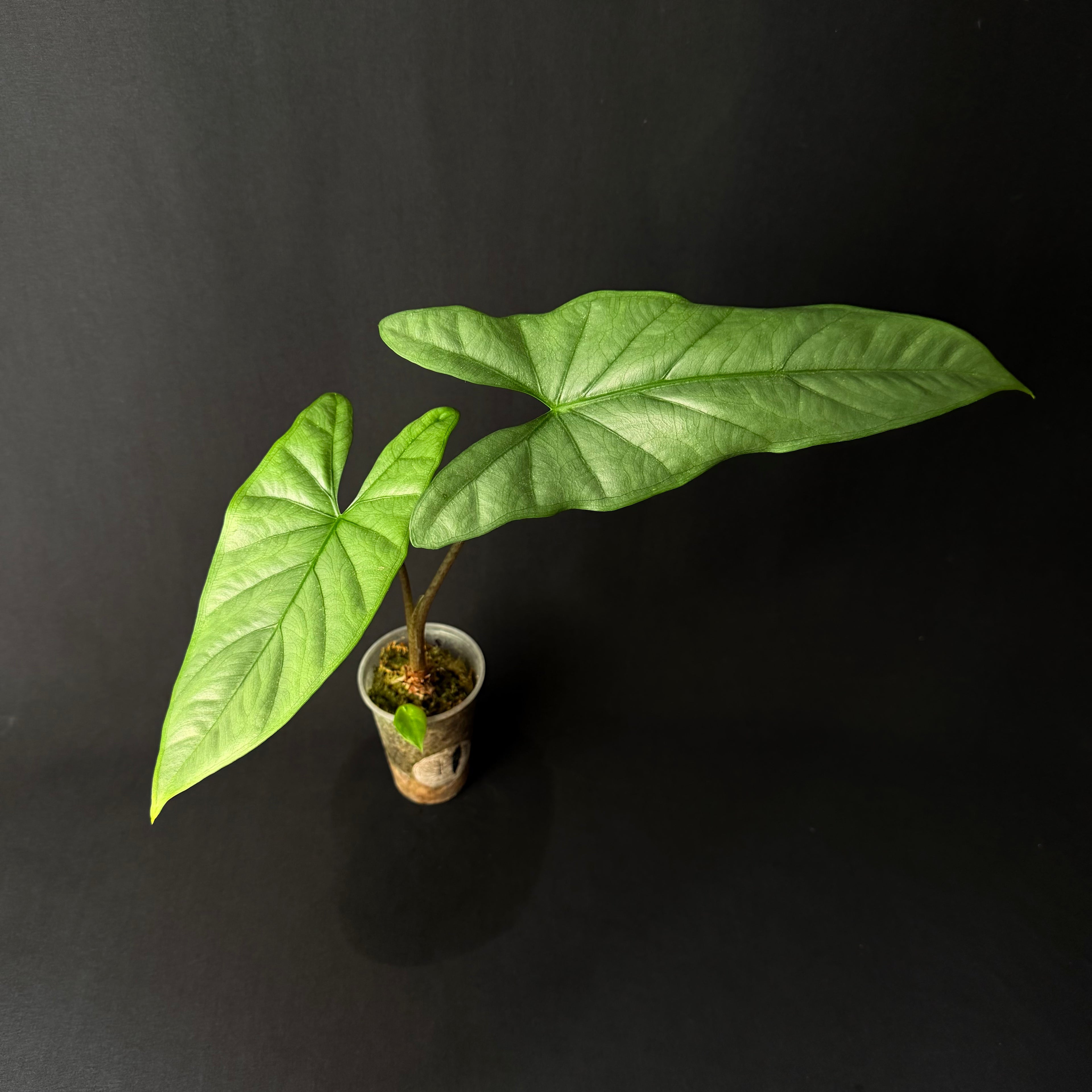 Alocasia Heterophylla ´Corazon´#4