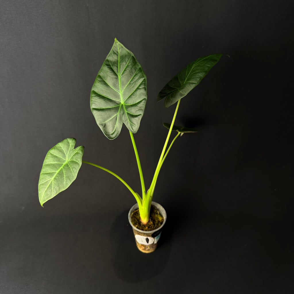 Alocasia Regal Shields