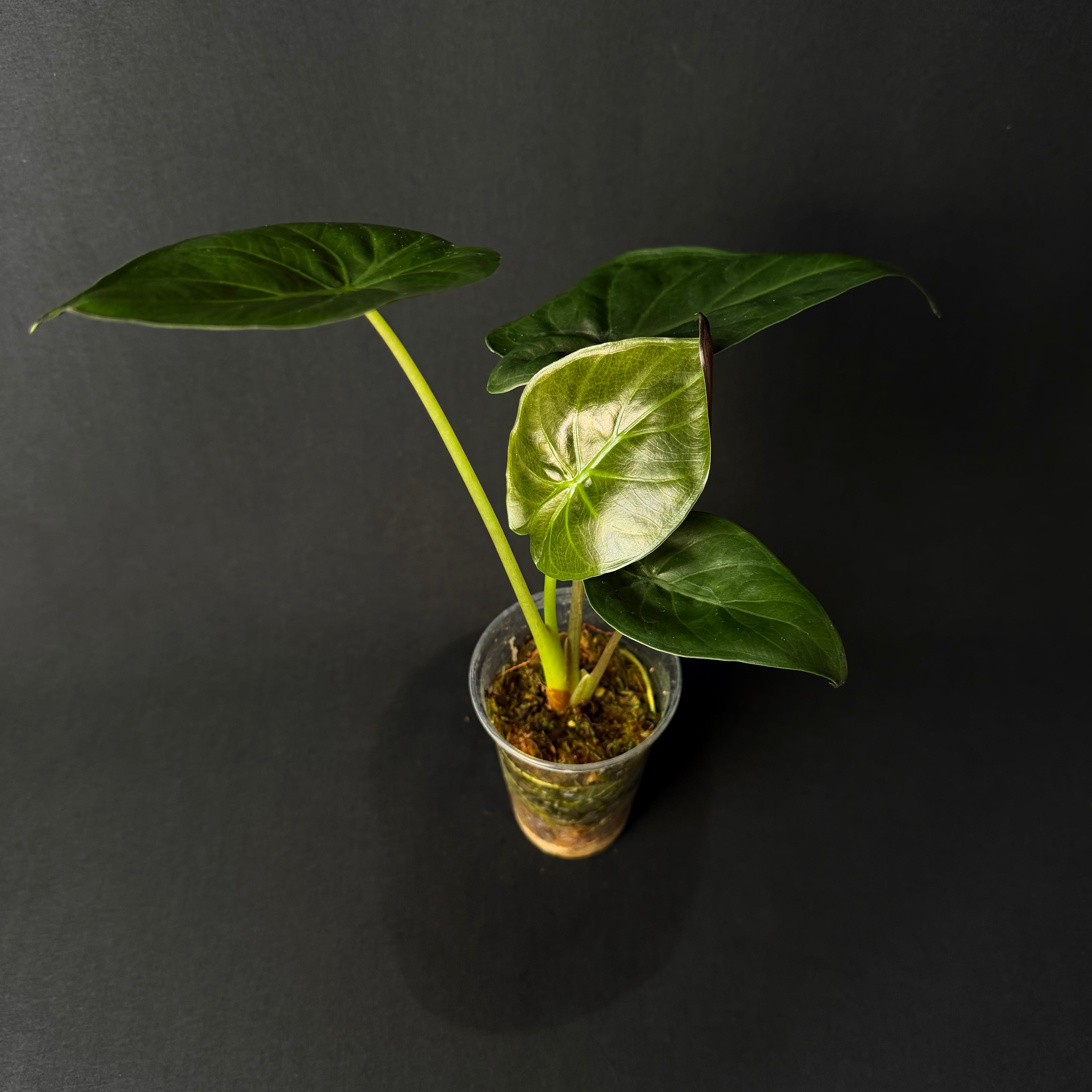 Alocasia Wentii #1-4