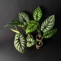 Alocasia Baginda 'Dragon Scale'