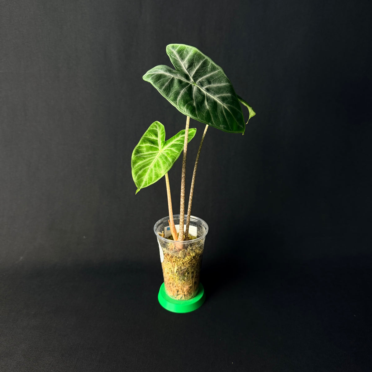 Alocasia Ivory Coast