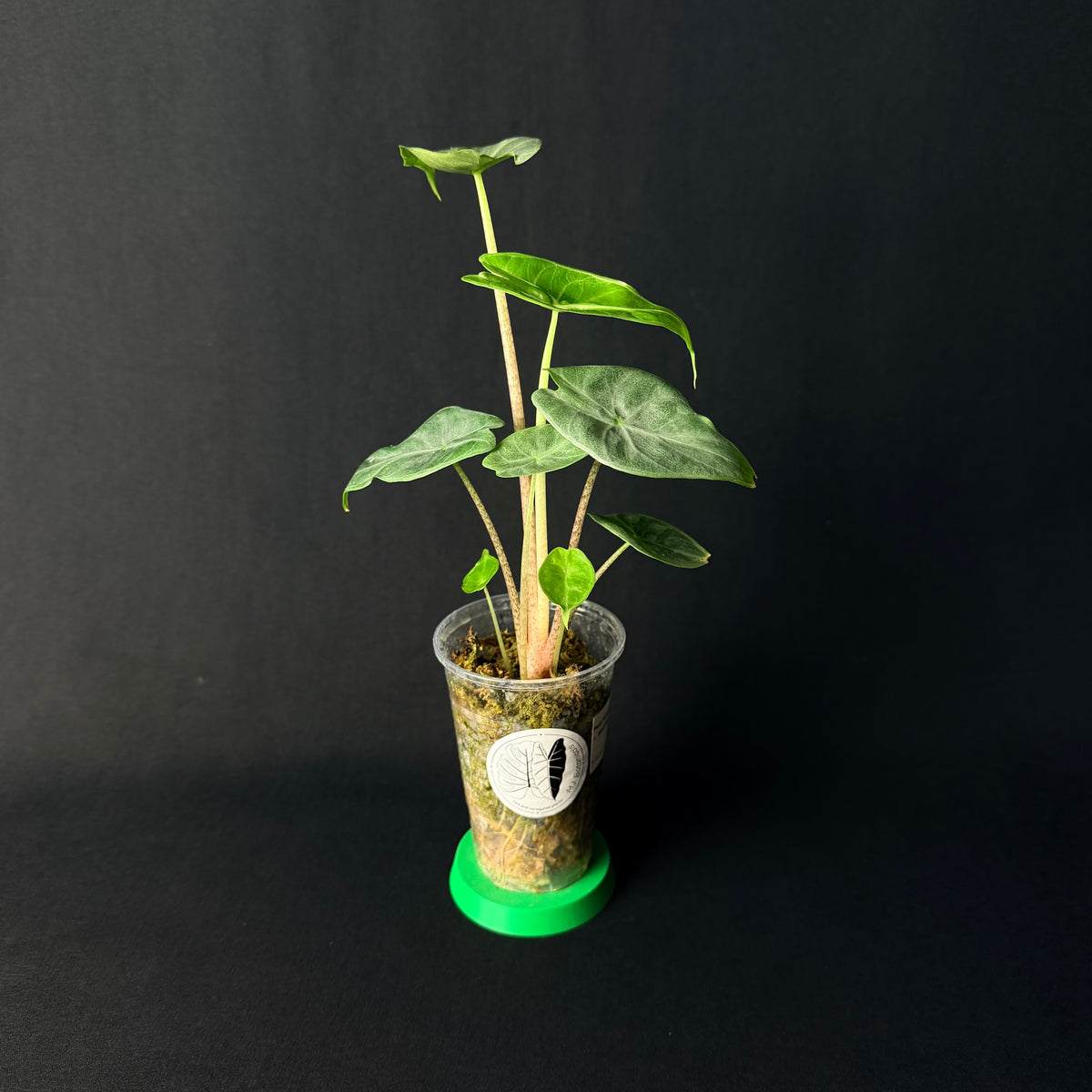 Alocasia Ivory Coast