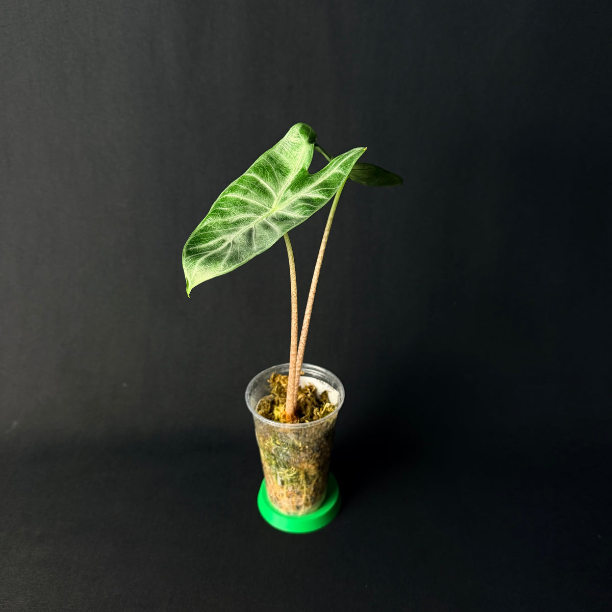Alocasia Ivory Coast