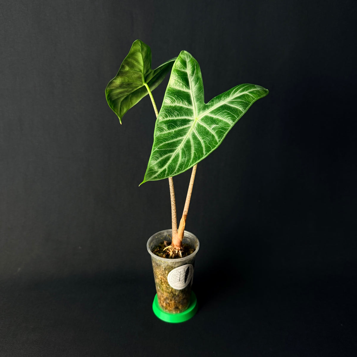 Alocasia Ivory Coast