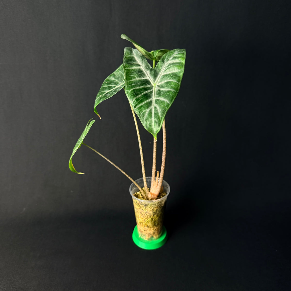 Alocasia Ivory Coast