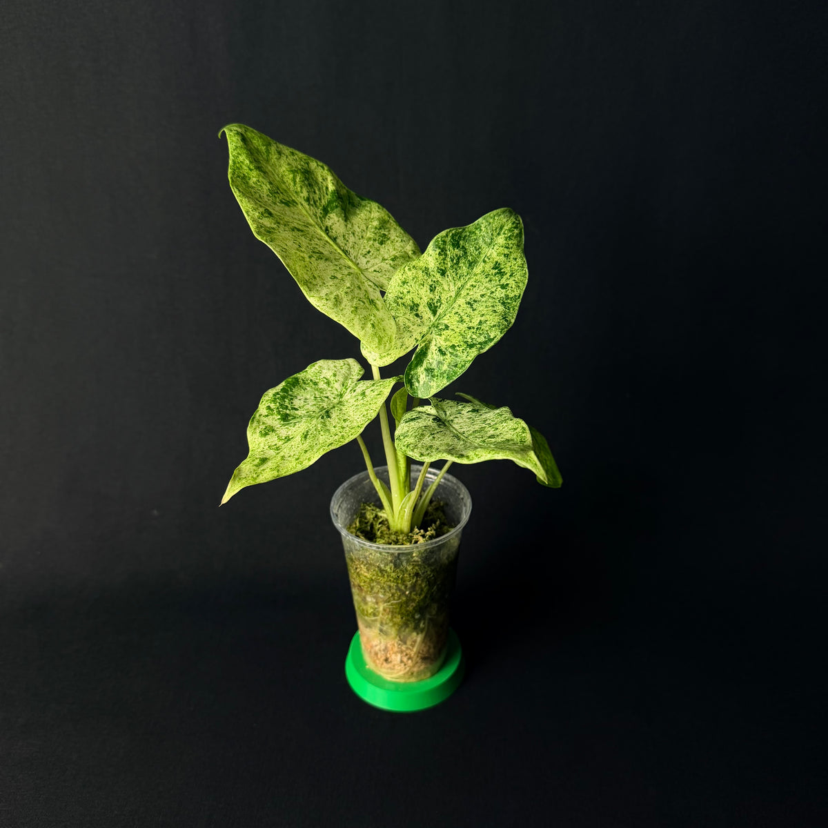 Alocasia Odora 'Batik' Variegata