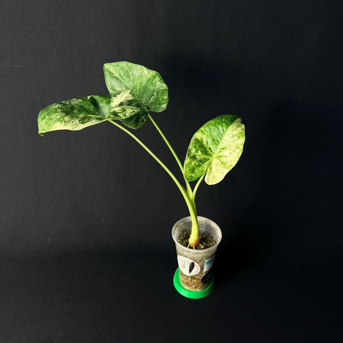 Alocasia Odora 'Batik' Variegata #1-5