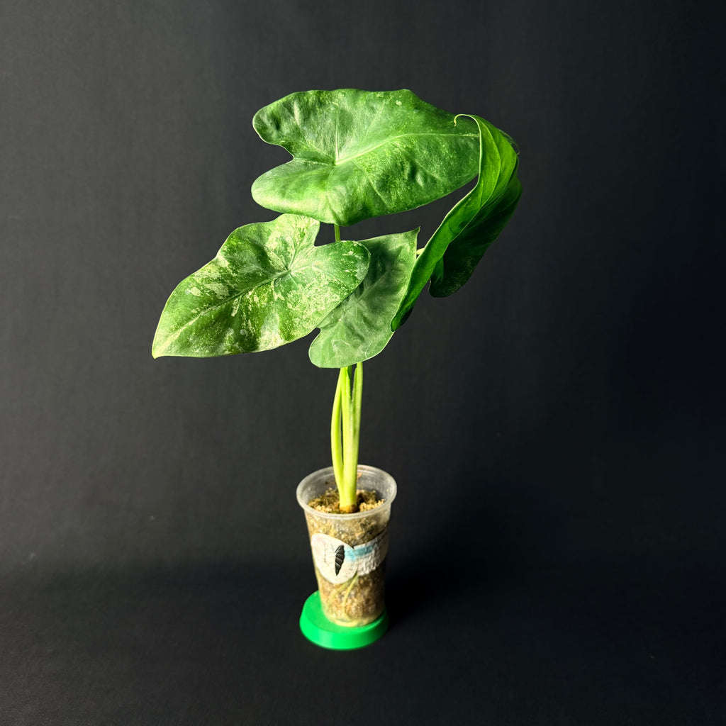Alocasia Odora 'Batik' Variegata #1-5