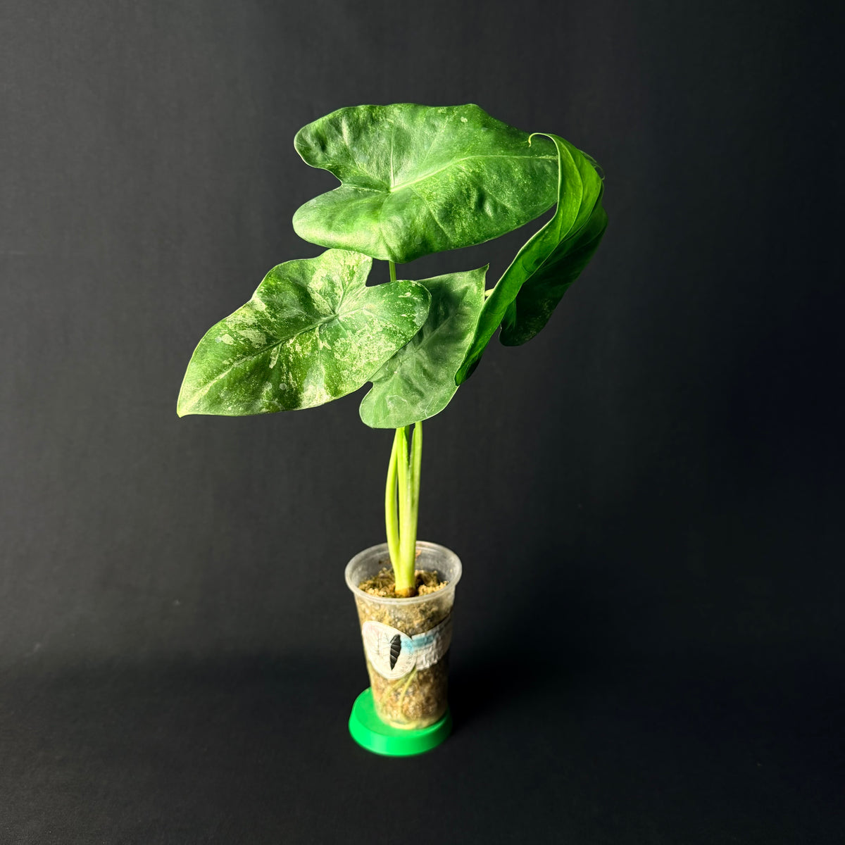 Alocasia Odora 'Batik' Variegata #1-5