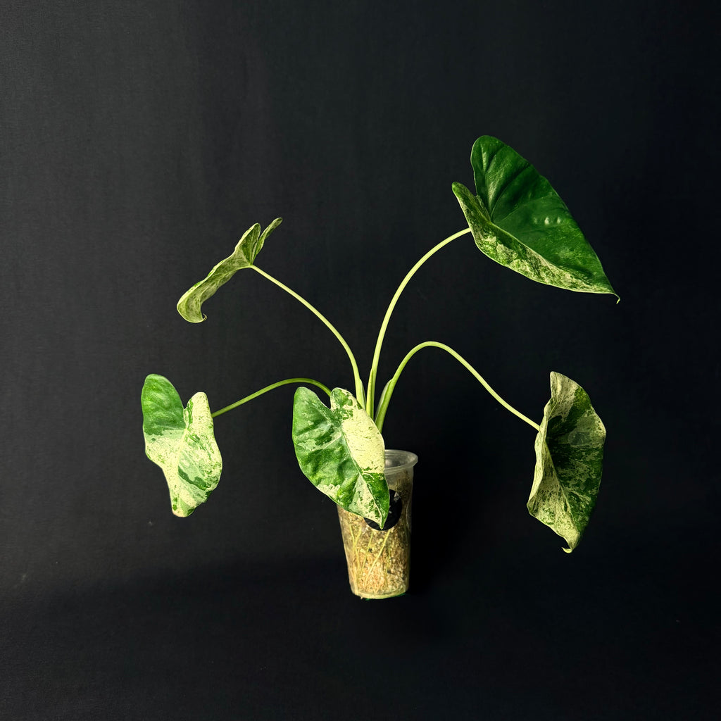 Alocasia Odora 'Batik' Variegata #1-5