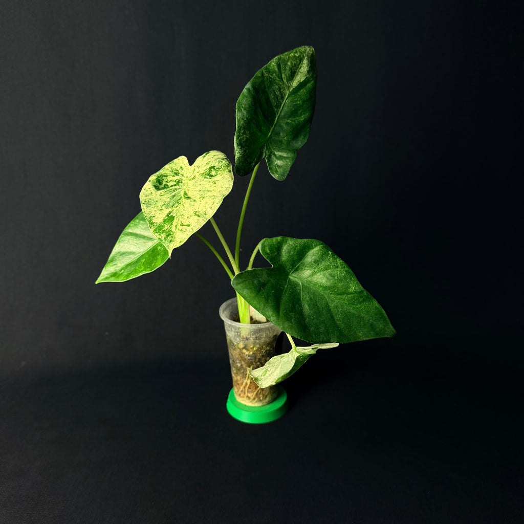 Alocasia Odora 'Batik' Variegata #1-5
