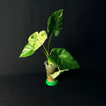 Alocasia Odora 'Batik' Variegata #1-5